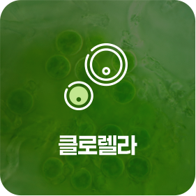 chlorella